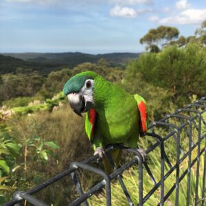 Hahn’s Macaw Parrots For Sale