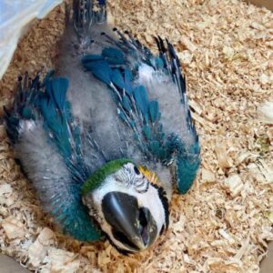 Baby Blue And Gold Macaw Parrots For Sale