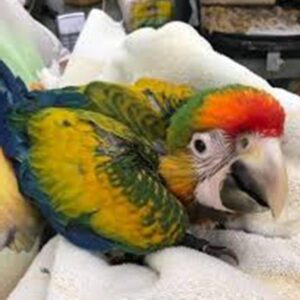 Baby Catalina Macaw Parrots For Sale