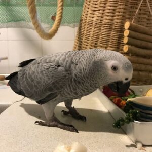 Timneh African Grey Parrot For Sale