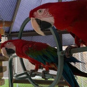 Green Winged Macaw Parrots For Sale