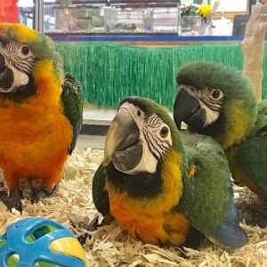 Baby Catalina Macaw Parrots For Sale