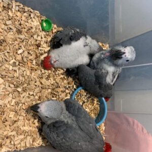 Baby Congo African Grey Parrots For Sale