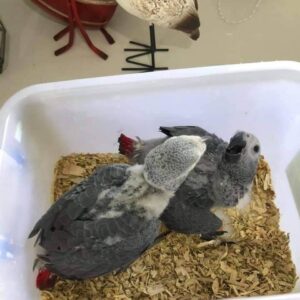 Baby Congo African Grey Parrots For Sale