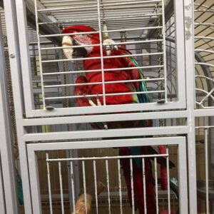 Green Winged Macaw Parrot For Sale