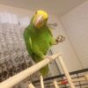 Baby Double Yellow Amazon Parrots For Sale - Image 2