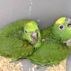Baby Double Yellow Amazon Parrots For Sale