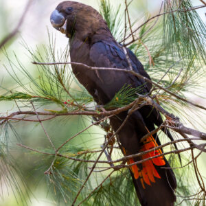 Glossy Black Cockatoo Parrots For Sale