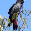 Glossy Black Cockatoo Parrots For Sale - Image 3