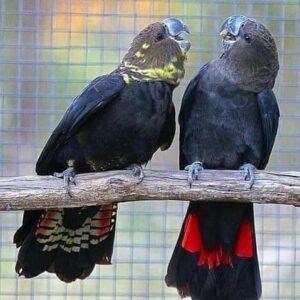 Glossy Black Cockatoo Parrots For Sale