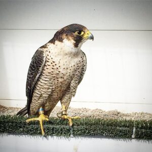Northern Goshawk Falcon For Sale
