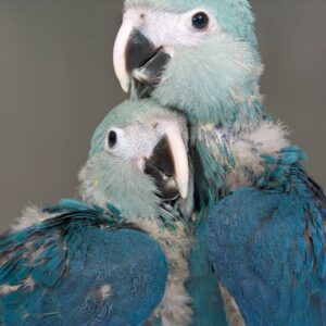 Spix’s Macaw Parrots Babies For Sale