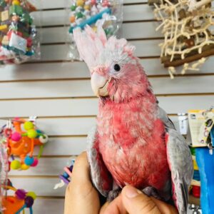 Baby Rose Breasted/Galah Cockatoo Parrot For Sale