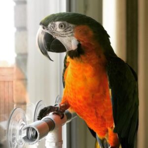 Catalina Macaw Parrots For Sale