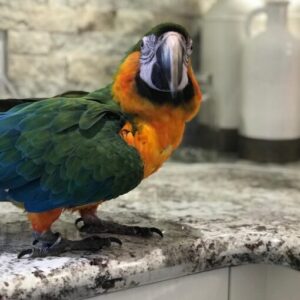 Catalina Macaw Parrots For Sale