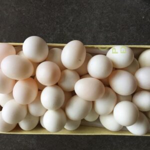 Caique Parrot Eggs For Sale