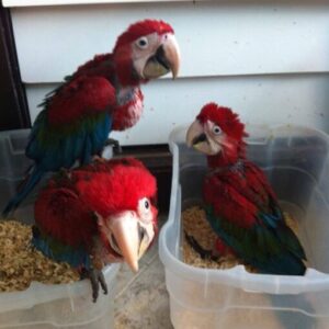 Baby Green-Winged Macaw Parrots For Sale