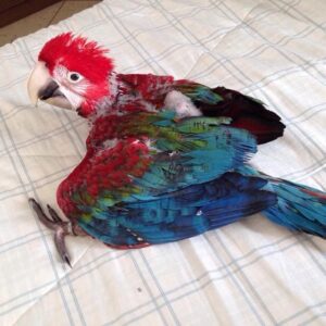 Baby Green-Winged Macaw Parrots For Sale