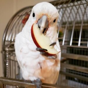 Moluccan Cockatoo Parrots For Sale