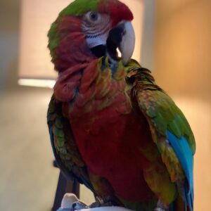 Camelot Macaw Parrots For Sale