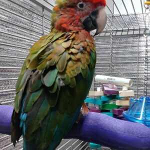 Camelot Macaw Parrots For Sale