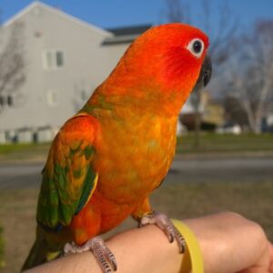 Red Golden Conure Birds For Sale
