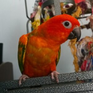 Red Golden Conure Birds For Sale