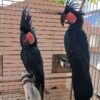 Black Palm Cockatoo Parrots For Sale - Image 4