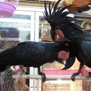 Black Palm Cockatoo Parrots For Sale