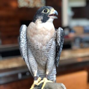Winged Predators Falcon For Sale
