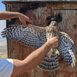 Shaheen Falcon For Sale