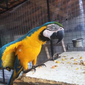 Blue And Gold Macaw Parrot For Sale Online