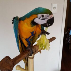 Blue And Gold Macaw Parrot For Sale Online