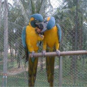 Blue -Throated Macaw Parrots For Sale