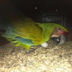 Buffon Macaw Parrot Eggs For Sale