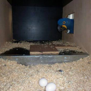 Mutation Buffon Macaw Parrot Eggs For Sale