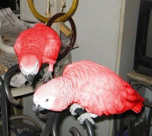 Baby Red Factor African Grey Parrots For sale