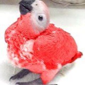 Baby Red Factor African Grey Parrots For sale