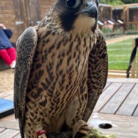 Peregrine Falcon Birds For Sale