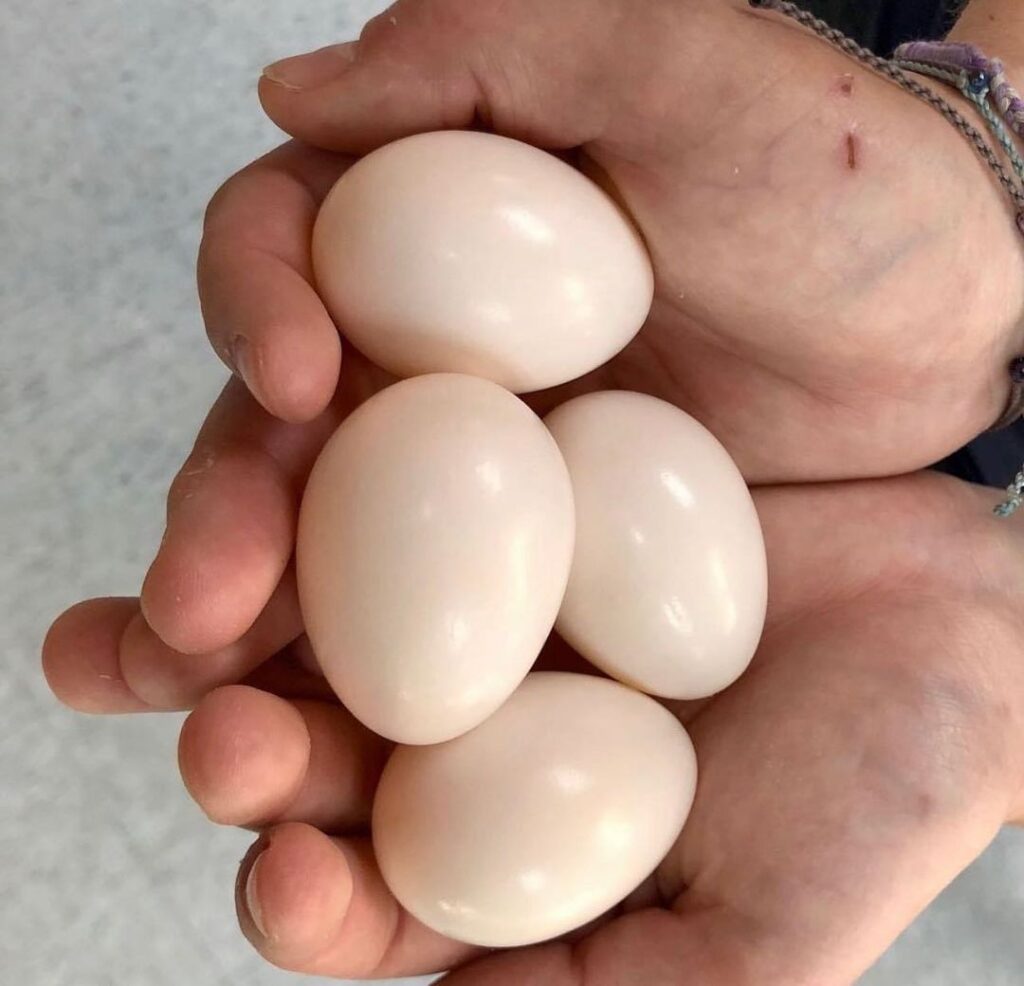 Bronze Winged Pionus Fertile Parrot Eggs