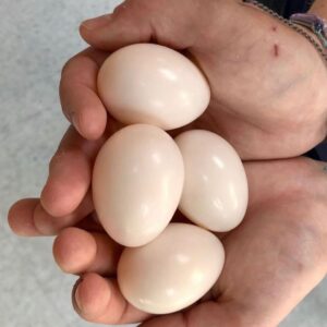 Bronze Winged Pionus Fertile Parrot Eggs