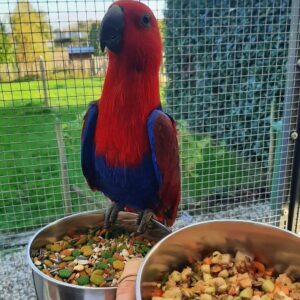 Read more about the article 10 Best Parrots for Beginners (And Why!)