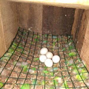 Green-Cheeked Conure Eggs