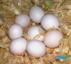 Camelot Macaw Eggs 