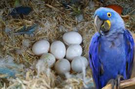Eclectus Parrot Eggs