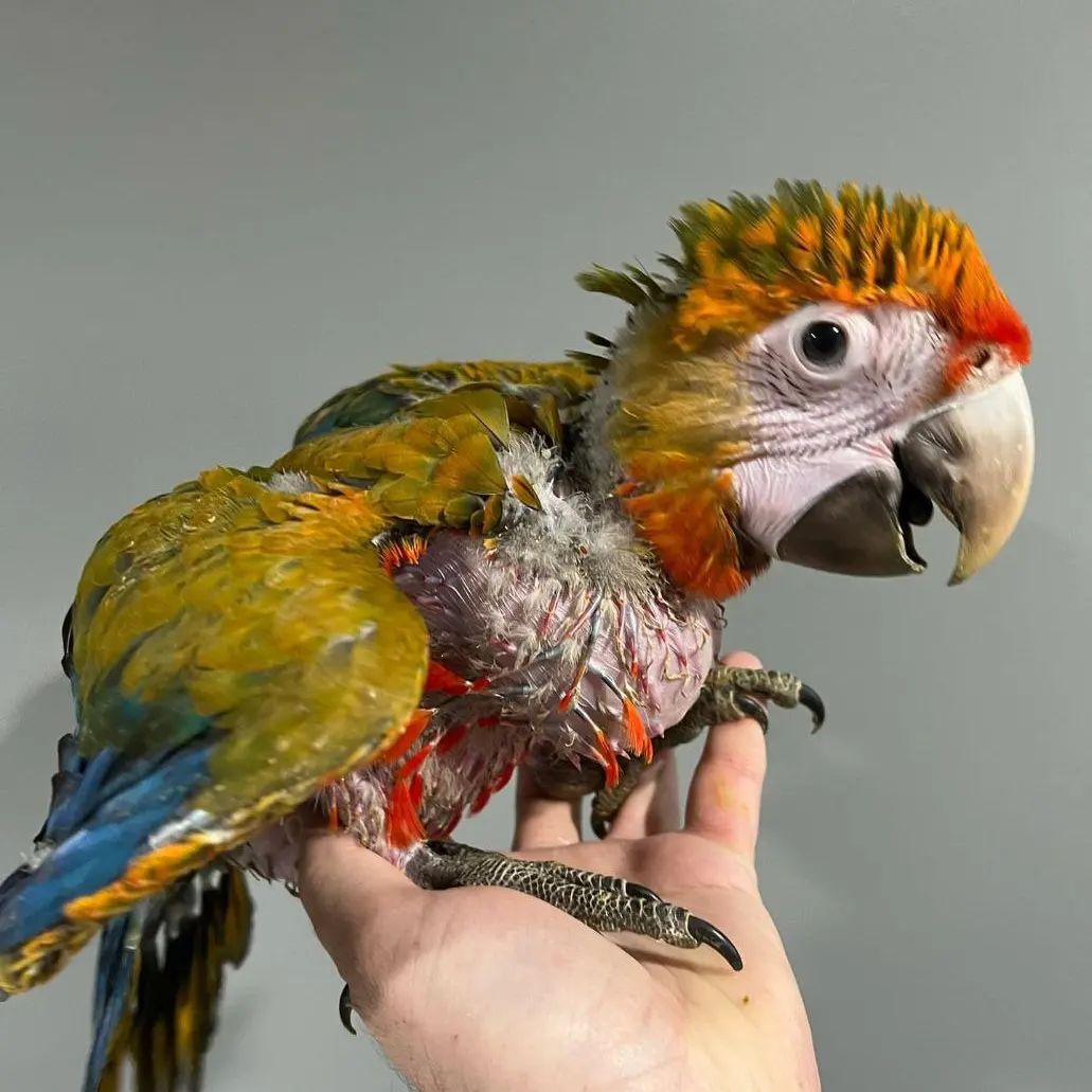 You are currently viewing <strong>Best parrots to have as pets</strong>