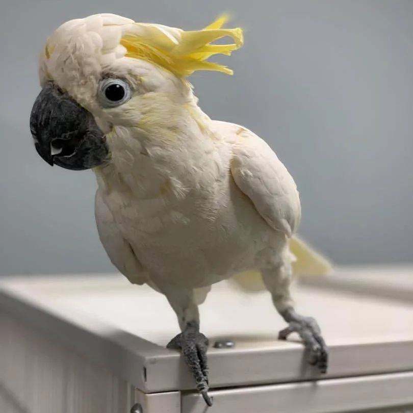 Read more about the article Best parrots as pets.