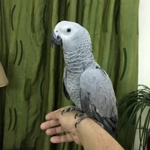 Baby African Grey Timneh Parrot