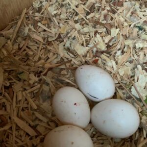 Red Tailed Black Cockatoo Parrot Eggs