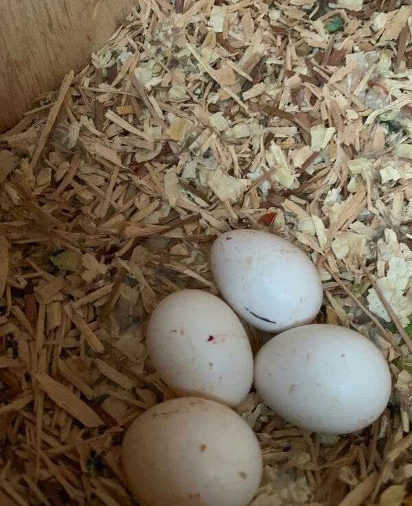 Red Tailed Black Cockatoo Parrot Eggs